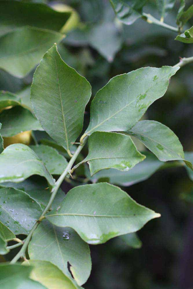               Shade leaves (Prior, Riverside, CA)   